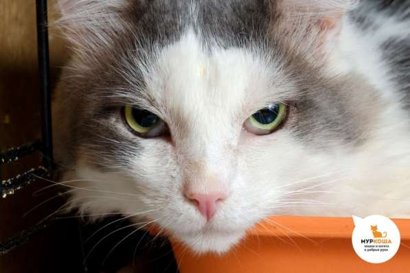 Котик Малевич