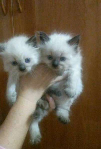 Невские маскарадные котята в Шахтах фото 3