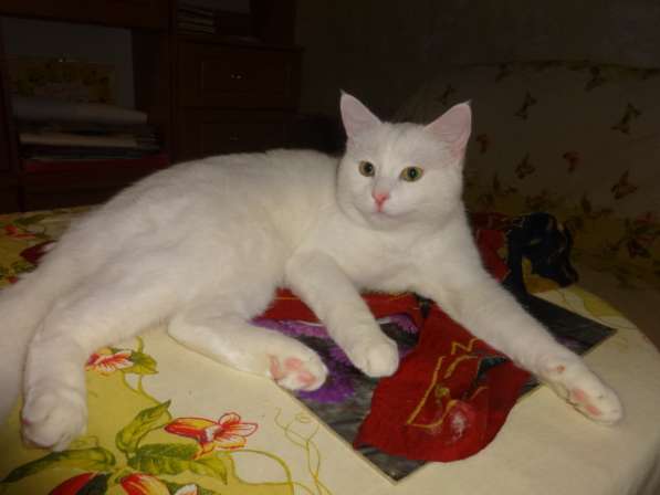 Необычный белый котик от као мани и рагамаффина