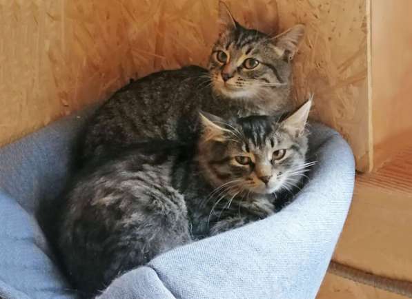 Саймон и Сэм, домашние котята-подростки в добрые руки