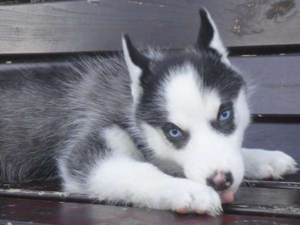 Маленькая Маркиза в Москве