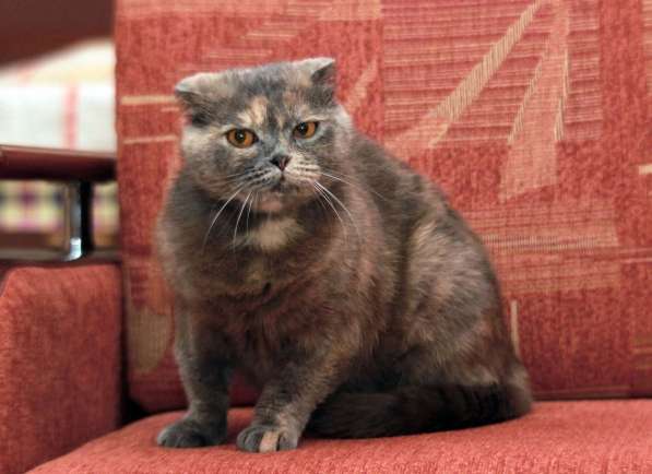 Фиона-вислоушка. Кошка в добрые руки в Калуге фото 10