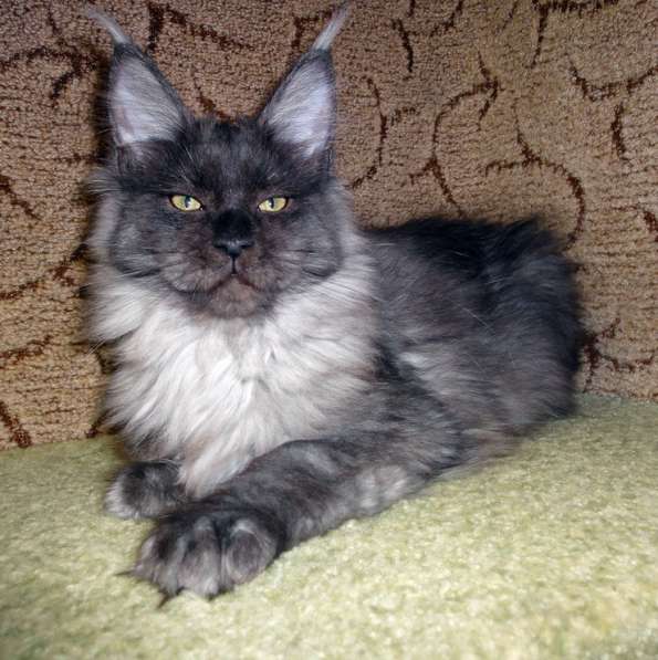 Апельсинки к Новому Году в Рязани фото 112