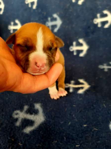 Милые мальчики и девочки Амстаффа резерв ркф в Москве фото 47