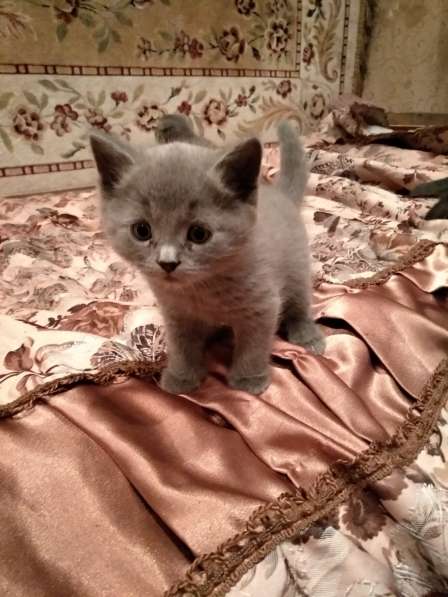 Продам британских котят в Ленинск-Кузнецком фото 3