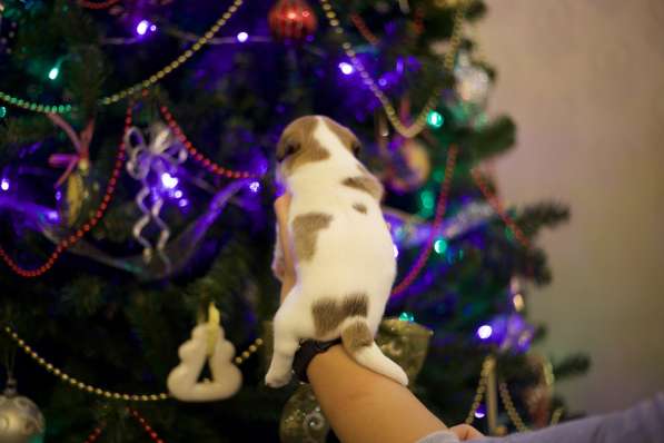 Щенки Джек Рассел терьер от титулованных родителей в Смоленске фото 13