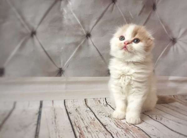 Шотландские котятки в Владимире фото 20