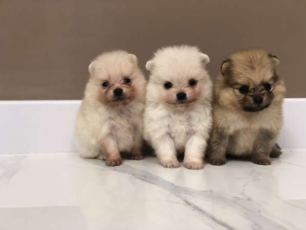 Щенки шпица в фото 11