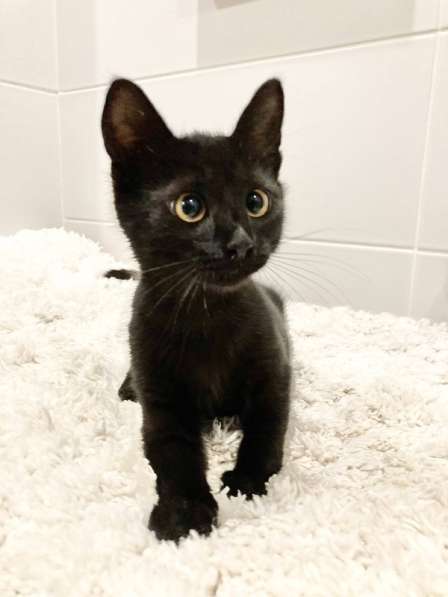 Милые чёрные котята в добрые руки в Москве фото 17