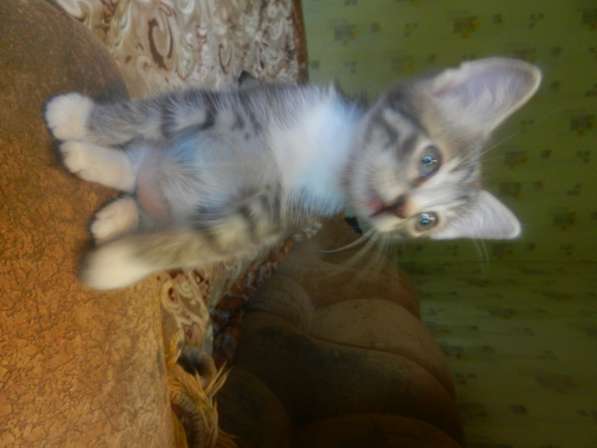 Милые пушистики в Самаре фото 14