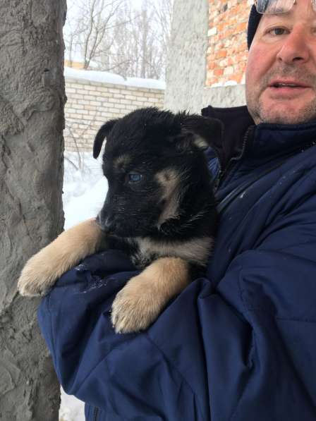 Щенки метисы в Казани фото 9