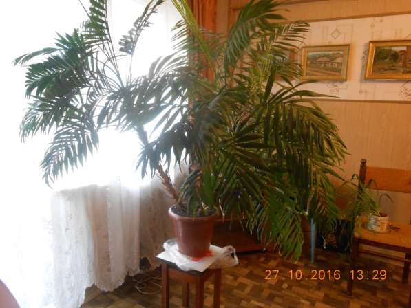 Продается пальма в Омске фото 3