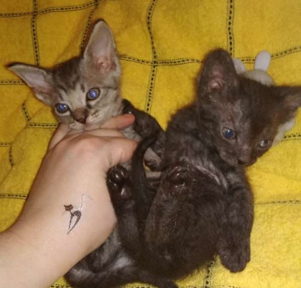 Кудрявые эльфы, каракулевые, элитные котята Девон-Рекс в Санкт-Петербурге фото 45