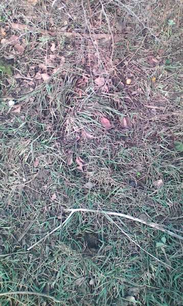 Саженцы и семена в Краснодаре фото 7