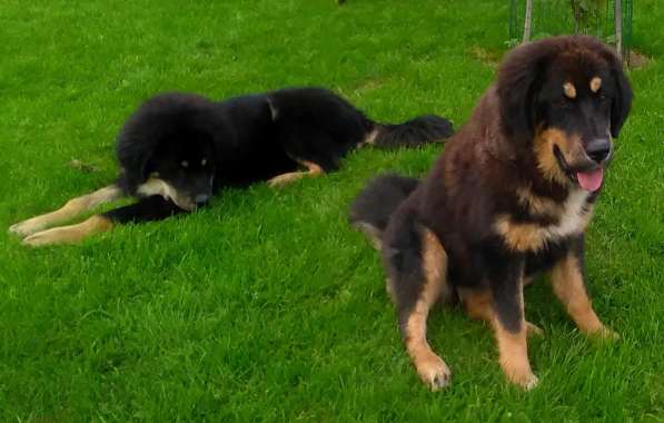 Тибетский мастиф - лучший страж на территории в Москве фото 173