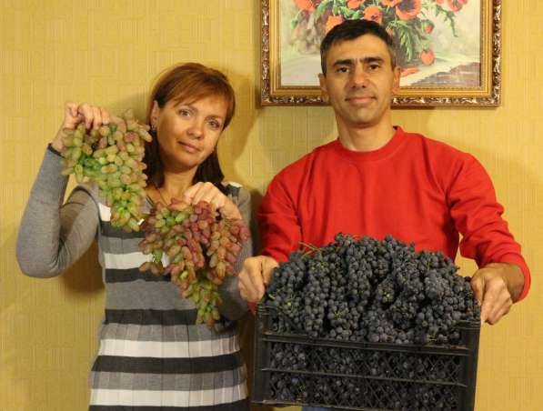Саженцы винограда, только лучшие, элитные сорта в Белгороде