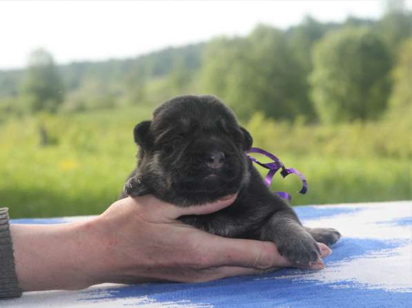 Резерв Шикарные щенки ВЕО в Москве фото 8