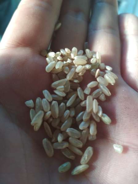 Продам производитель рис круглозерый ГОСТ, ТУ и рис бурый в Краснодаре фото 4