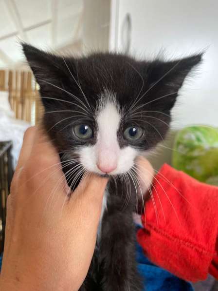 Озорной котёнок Том ищет дом в Санкт-Петербурге фото 18