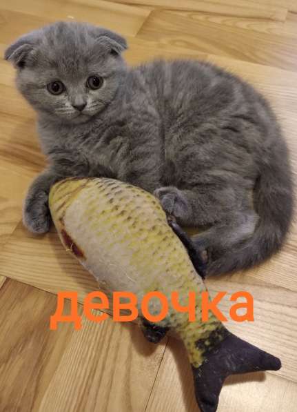 Продажа шотландцев в фото 12