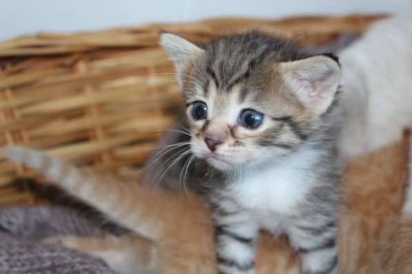 Котенок в Москве