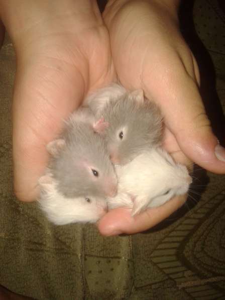 Продаются хомяки в фото 8