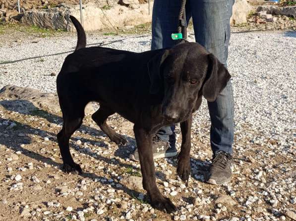 Блэр в добрые руки!