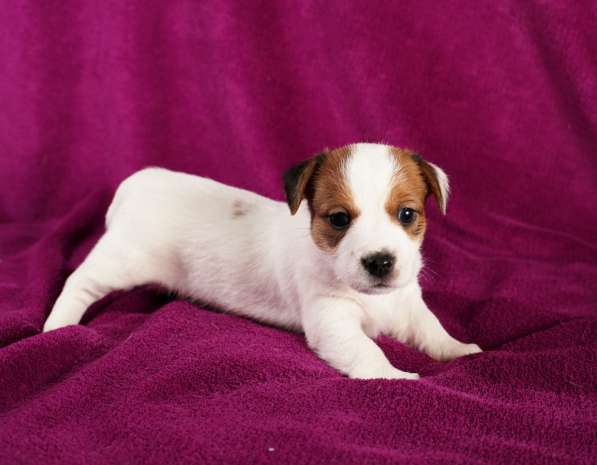 Щенки в Симферополе фото 13