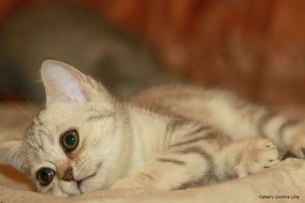 Шотландские котики фолд и страйт в Москве фото 23