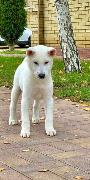 Щенки Японской собаки Кисю в Красноярске фото 12