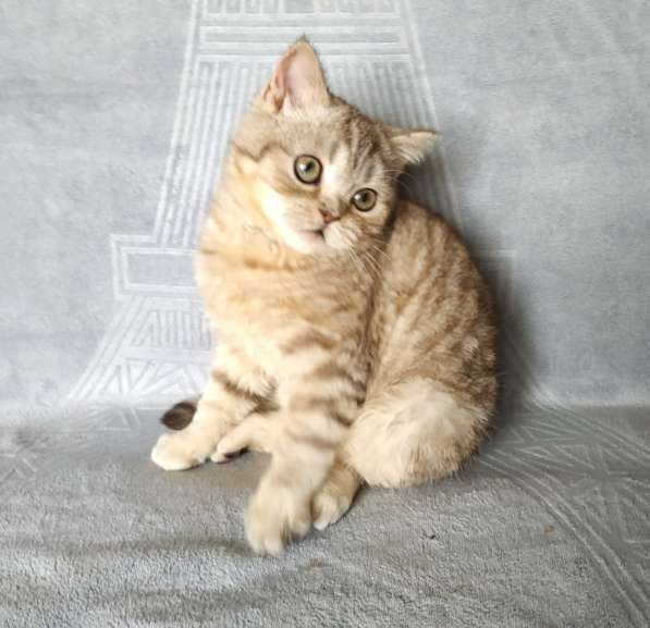 Шотландский прямоухий котик в Симферополе фото 3
