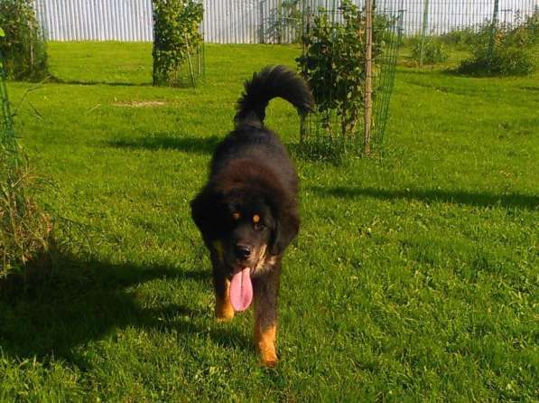 Тибетский мастиф - лучший страж на территории в Москве фото 191