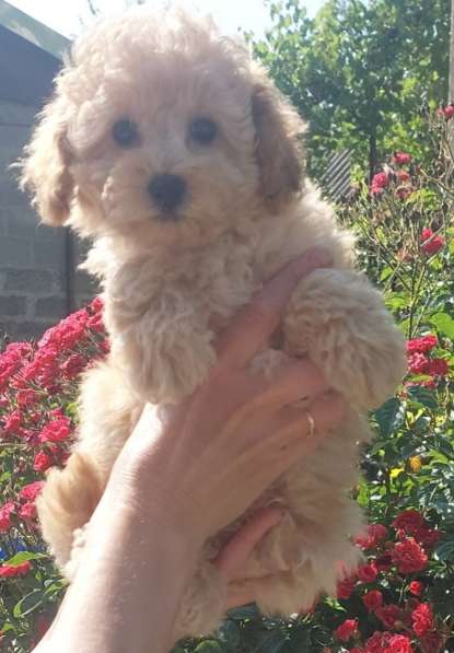 Той пудель в 