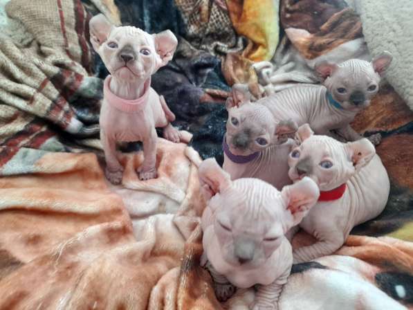 Продаются Котята Сфинкс Эльф в фото 6