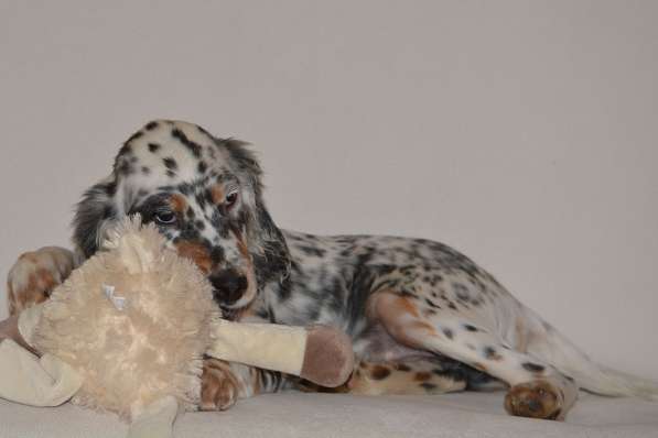 Английский сеттер щенки из элитного питомника в Москве фото 142