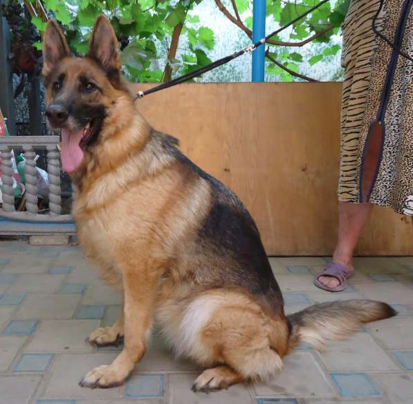 Щенок немецкой овчарки в Краснодаре фото 7