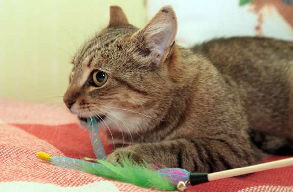 Ласковый мурлыка в Санкт-Петербурге фото 10