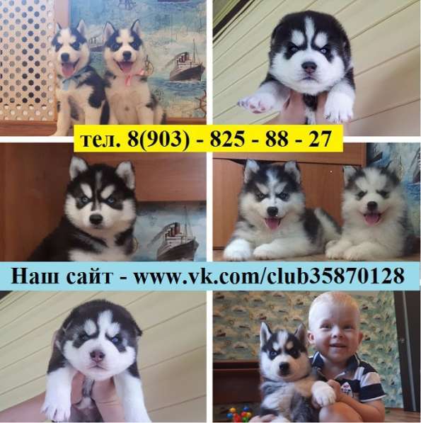Сибирские хаски щенки