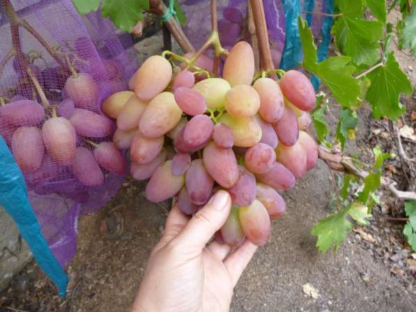 Принимаю заказы на вегетирующие саженцы винограда в Воронеже фото 6
