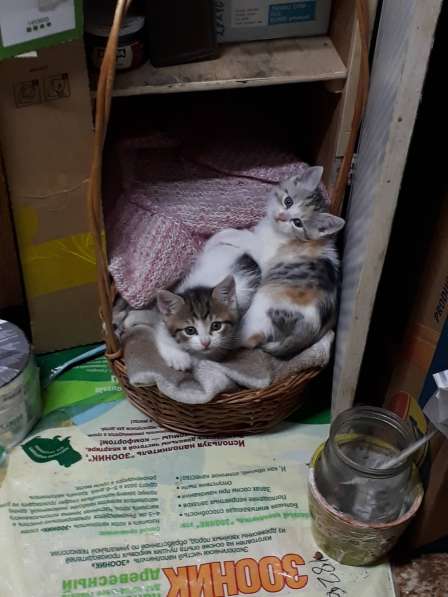 Чудный трёхцветный счастливый котёнок-девочка в добрые руки! в Саках фото 16