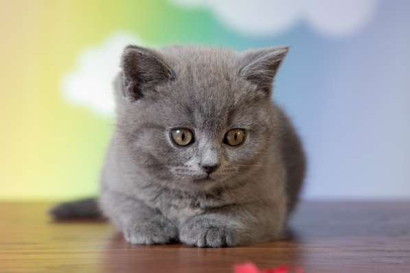 Продажа котенка в Иркутске фото 6
