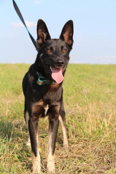 Мечтали о овчарке!