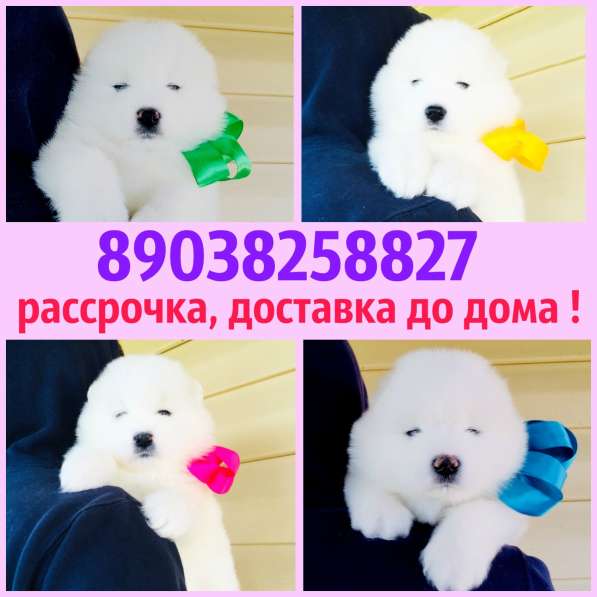 Самоеды щенки + кобели для вязки в Череповце