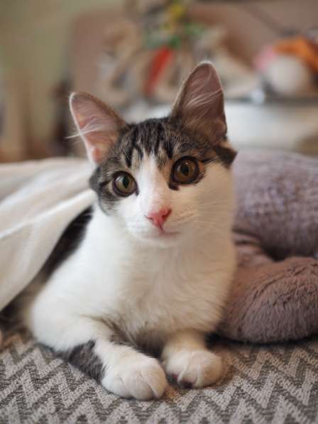 Луис — котёнок-компаньон ищет дом в Москве фото 6