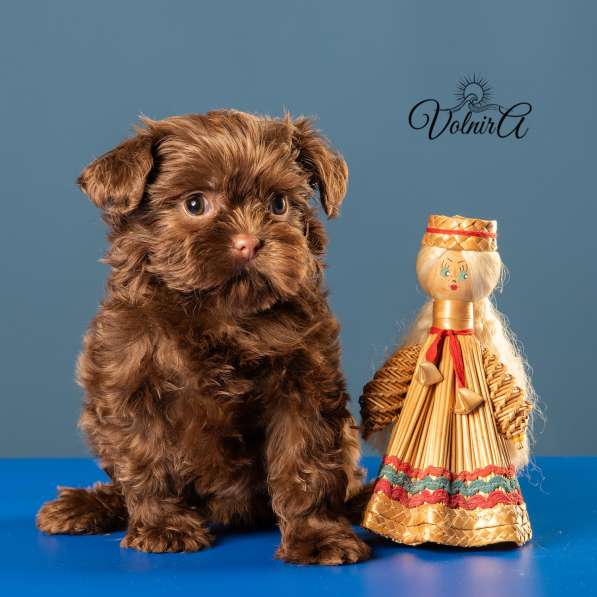 Русская цветная болонка Щенки в Подольске фото 5