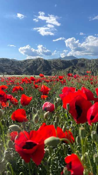 Туры в Армени в Москве фото 3