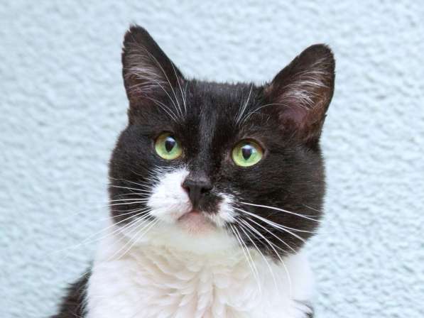 Обаятельный котик Мейсон в дар