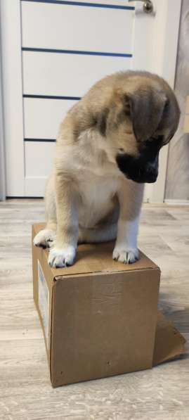 Красавица в дар в Москве фото 3