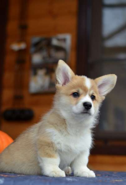Шикарные щенки корги в Москве