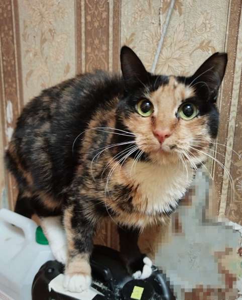 Трёхцветная красавица Лапушка в дар! в фото 4